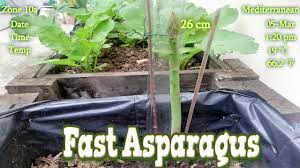 The edible part of the asparagus plant is the young stem shoot, which emerges as soil temperatures rise above 50°f (10°. Growing Fast Asparagus Spears Youtube