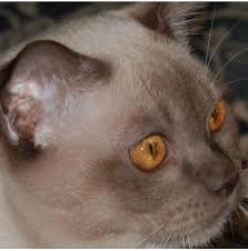 Kittens sold as pets come already spayed/neutered, to prevent unauthorized breeding. Mandalei Burmese Cat Breeders Adelaide South Australia