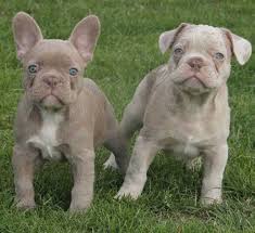Blue Merle French Bulldog Everything You Wanted To Know Ethical Frenchie