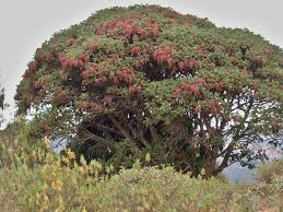 Image result for Hagenia