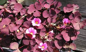 Image result for Oxalis purpurascens