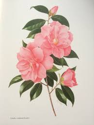 1960 Camellia X Williamsii 39 Donation 39 Original Vintage Print Paul Jones Painting Reproduction Botani Flower Art Painting Flower Art Flower Painting