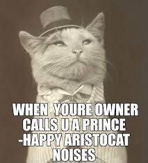 Duke Of Fluff Cat Memes Funny Animal Pictures Funny Animals