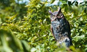 Homeowners often hang bird feeders around the yard to attract a variety of birds. 15 Tips On How To Get Rid Of Grackles Fast Humanely World Birds