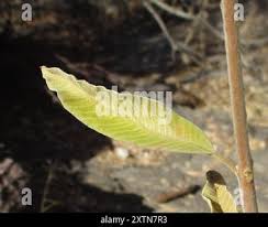 Image result for Ozoroa paniculosa