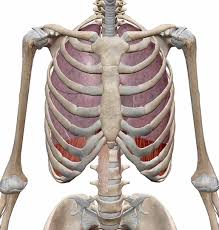 During inspiration the ribs are elevated, and during expiration the ribs are depressed. Anatomy And Physiology Gas Exchange