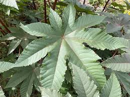 Image result for Ricinus communis