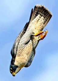 Small British Birds Of Prey Images Zoo Animals Lesson Plan Ebook And Activities British Birds Of Prey Birds Of Prey Pet Birds