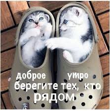 приколы с кошками смешное видео про котов 100 позитив Dobroe Utro In 2020 Kittens Funny Funny Cats Cat Memes Funny Kittens