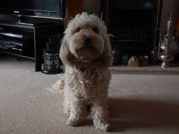 Maybe you would like to learn more about one of these? Grooming Styles British Cockapoo Society