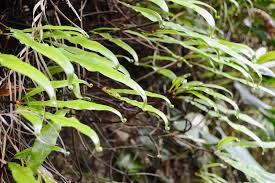 Image result for Oleandra