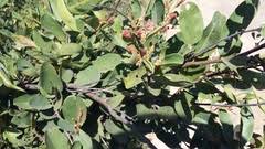 Image result for Baphia massaiensis