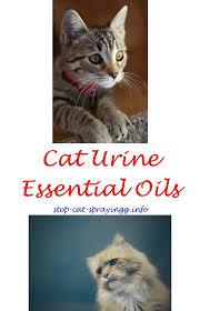 Homemade Spray To Keep Cats Off Furniture Cat Urine Male Cat Spraying Cats