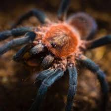 Image result for Phaulopsis sangana