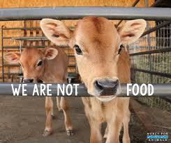 Pin By I Care On Govegan Animals Mercy For Animals Animal Slaughter