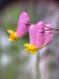 Image result for Xyris capnoides