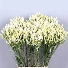 Pin On Agapanthus Nile Lily