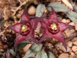 Image result for Brachystelma