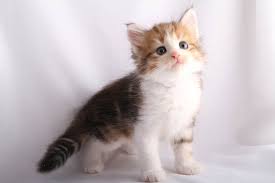 There are 3775 brown white kitten for sale on etsy, and they cost $40.29 on average. Fe S Kitten Brown Golden Classic Tabby And White Girl Cookie Too White Tabby Cat Tabby Cat Orange Tabby Cats