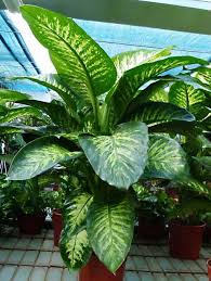 Dieffenbachia Aracee Come Curare E Coltivare La Vostra Pianta Di Dieffenbachia Giardini Tropicali Piante Da Interno Piante Tropicali
