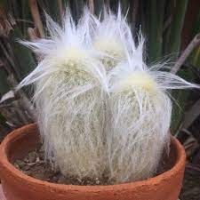 I ask 'cause these plants are well know to be sold w/ fake straw flowers glued. Taking Care Of The Old Lady Cactus Succulent Tips Succulent City