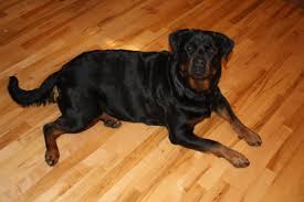 Abbey S Pregnancy 44 Days Khylor Kennels Rottweilers And Cane Corsos