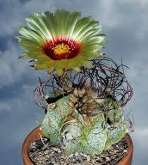 A cactus (plural cacti, cactuses, or less commonly, cactus) is a member of the plant family cactaceae, a family comprising about 127 genera with some 1750 known species of the order. 22 Astrophytum Capricone Ideas Cactus Cacti And Succulents Planting Succulents