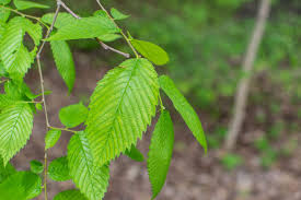 There are a number of types of compound leaves, and knowing about them can help make tree identification easier. American Elm Purdue Fort Wayne