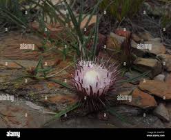 Image result for Dicoma anomala