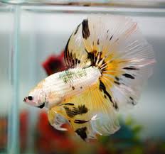 For Sale By Banleangbettas On Aquabid Com Yellow Koi Dragonscale Halfmoon Betta Fish Betta Fish Tank Betta Fish Betta