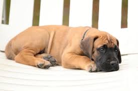 We did not find results for: Why Do Great Dane Puppies Get Hiccups Great Dane Care