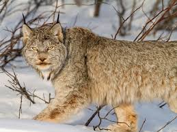 pin by asya on animal wild cats canada lynx big cats lynx