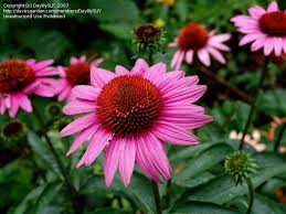 Check spelling or type a new query. Plantfiles Pictures Echinacea Purple Coneflower Ruby Star Echinacea Purpurea By Daylilyslp