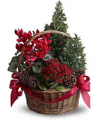 Tannenbaum Basket Royal Fleur Florist Larkspur Ca 94939 Christmas Flowers Christmas Flower Arrangements Christmas Plants