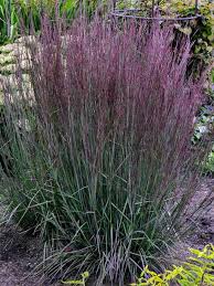 Image result for Schizachyrium