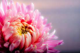 Birth Month Flowers And Their Meanings November Birth Flower Birth Month Flowers Good Morning Flowers