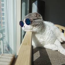 Havali Kedi Kedi Hayvanlar