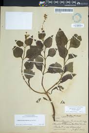 Image result for Adenostemma viscosum