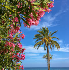 Check spelling or type a new query. Palm Tree Sea And Flowers Free Stock Photo Public Domain Pictures