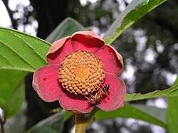 Image result for Uvaria