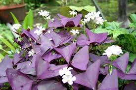 Only rama's name is beneficial, thought of svami is itself enough only svami's name is beneficial, thought of rama is itself enough your thought is itself enough, only your name is beneficial only rama's name is beneficial, thought of rama is itself enough. Seiring Dan Sejalan Pokok Rama Rama Kupu Kupu