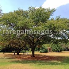 Image result for Acacia burkei