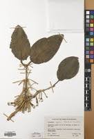 Image result for Phragmanthera usuiensis