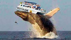 The Biggest Whale In The World Youtube In 2021 Whale Big Whale Blue Whale