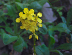 Image result for Oreophyton