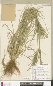 Image result for Tephrosia nyikensis