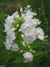 Landscaping Tips For The Dream Landscape You Have Always Wanted Irish Flower Irish Garden Flowers