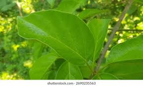 Image result for Premna mooiensis