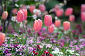 The Toowoomba Festival Of Flowers Toowoomba Has A Better Climate Than Brisbane For Growing Classic English Garden Plants And Flowers Garden S Flower Garden