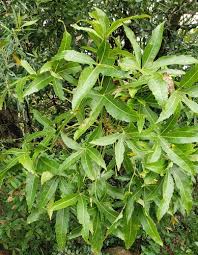 Image result for Cussonia zimmermannii